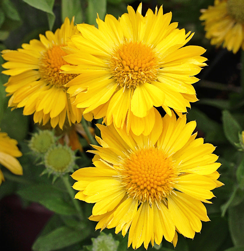 Gaillardia Mesa Yellow 6