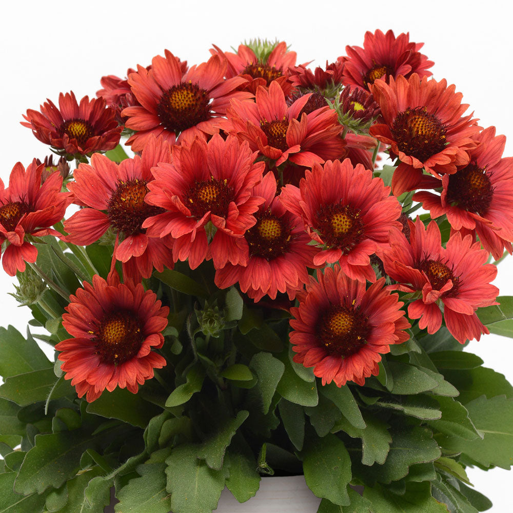 Gaillardia Mesa Red 6