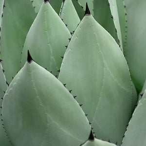 Agave Gainesville Blue 7G/14"