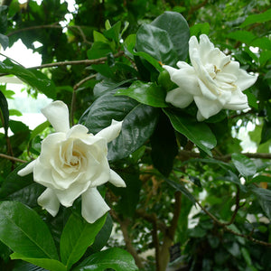 Gardenia Miami Supreme Bush 3G/10"