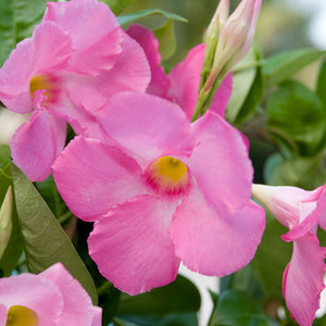 Mandevilla SP Giant Dark Pink w/ Trellis 3G/10”