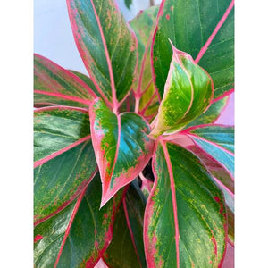 Aglaonema Siam Red 4"