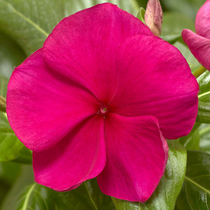 Vinca Hotgenta 4.5”