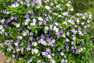 Yesterday, Today & Tomorrow Bush 3G/10"
