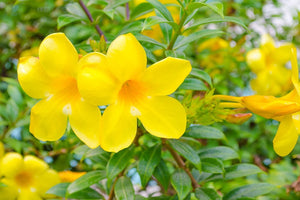 Allamanda Golden Butterfly Bush 3G/10"