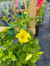 Load image into Gallery viewer, Allamanda Trellis 7G/14&quot;
