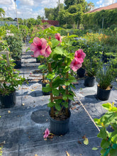 Load image into Gallery viewer, Allamanda Trellis 7G/14&quot;
