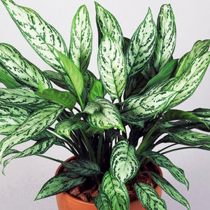 Aglaonema Assorted 6"