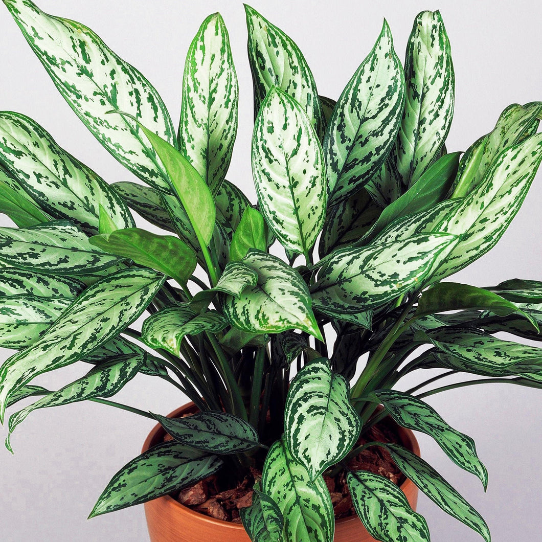 Aglaonema Assorted 6