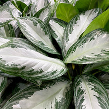 Load image into Gallery viewer, Aglaonema Silver Bay 6&quot;
