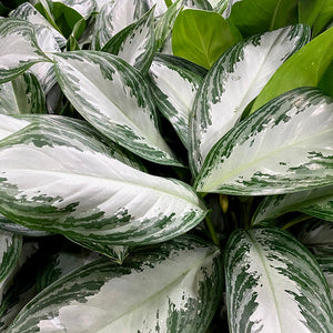 Aglaonema Silver Bay 6"