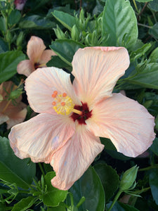 Hibiscus Bush, Single Peach 3G/10"