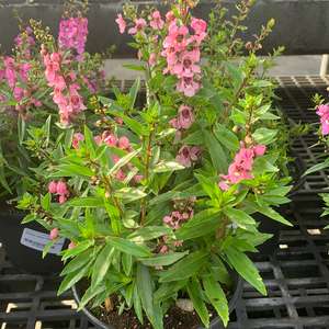 Angelonia Serenita Pink 6”