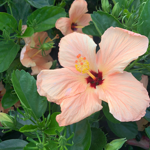 Hibiscus Bush, Peach 10"