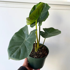 Alocasia Kuching Mask 6"