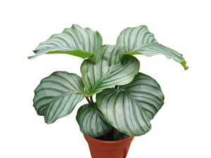 Calathea Orbifolia 4"