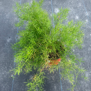 Asparagus Fern 6"