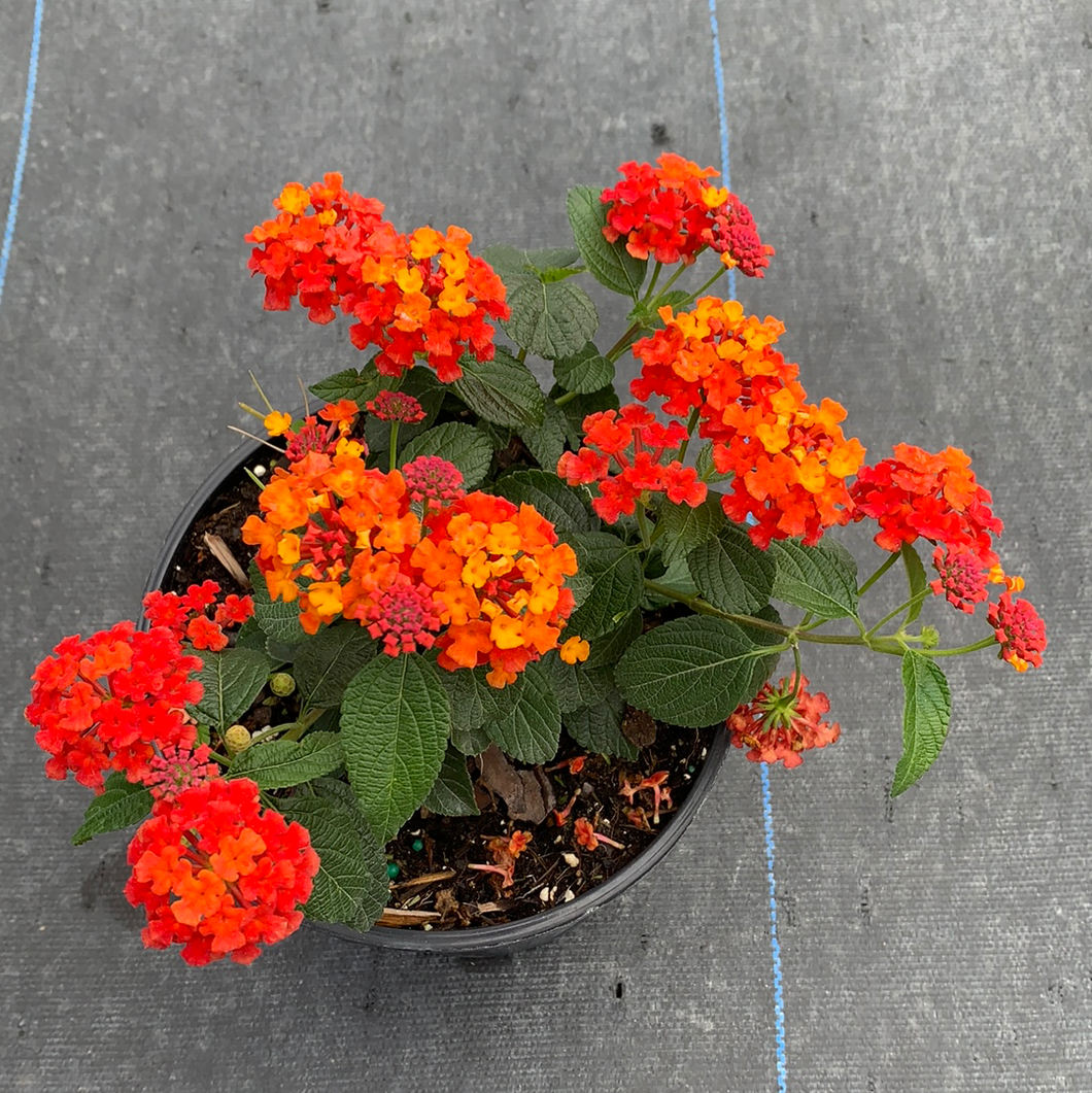 Lantana Radiation 6