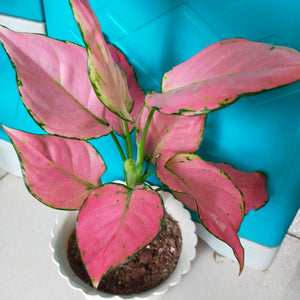 Aglaonema Katrina 4"