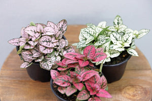 Hypoestes, Confetti Red 4.5"