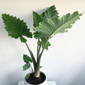 Alocasia Portora 6"