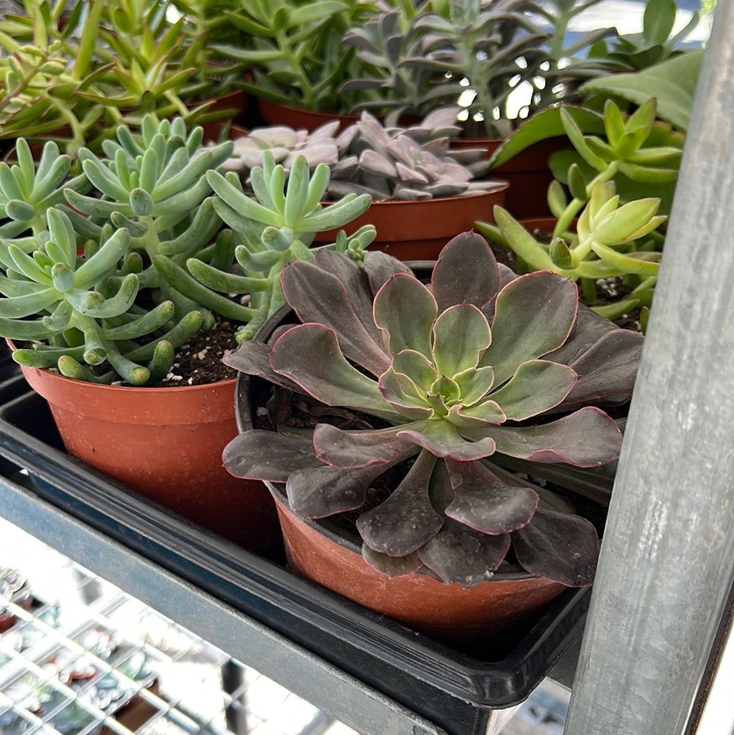 Assorted Succulent 6