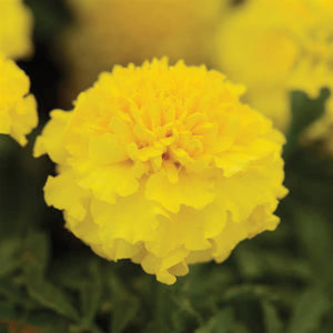 Marigold Yellow, Square Pot 7.5"