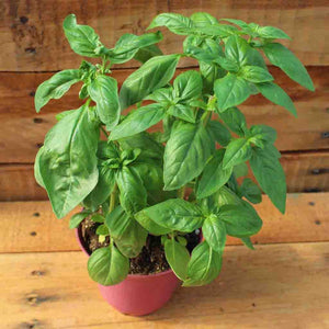 Basil Sweet Italian 6"