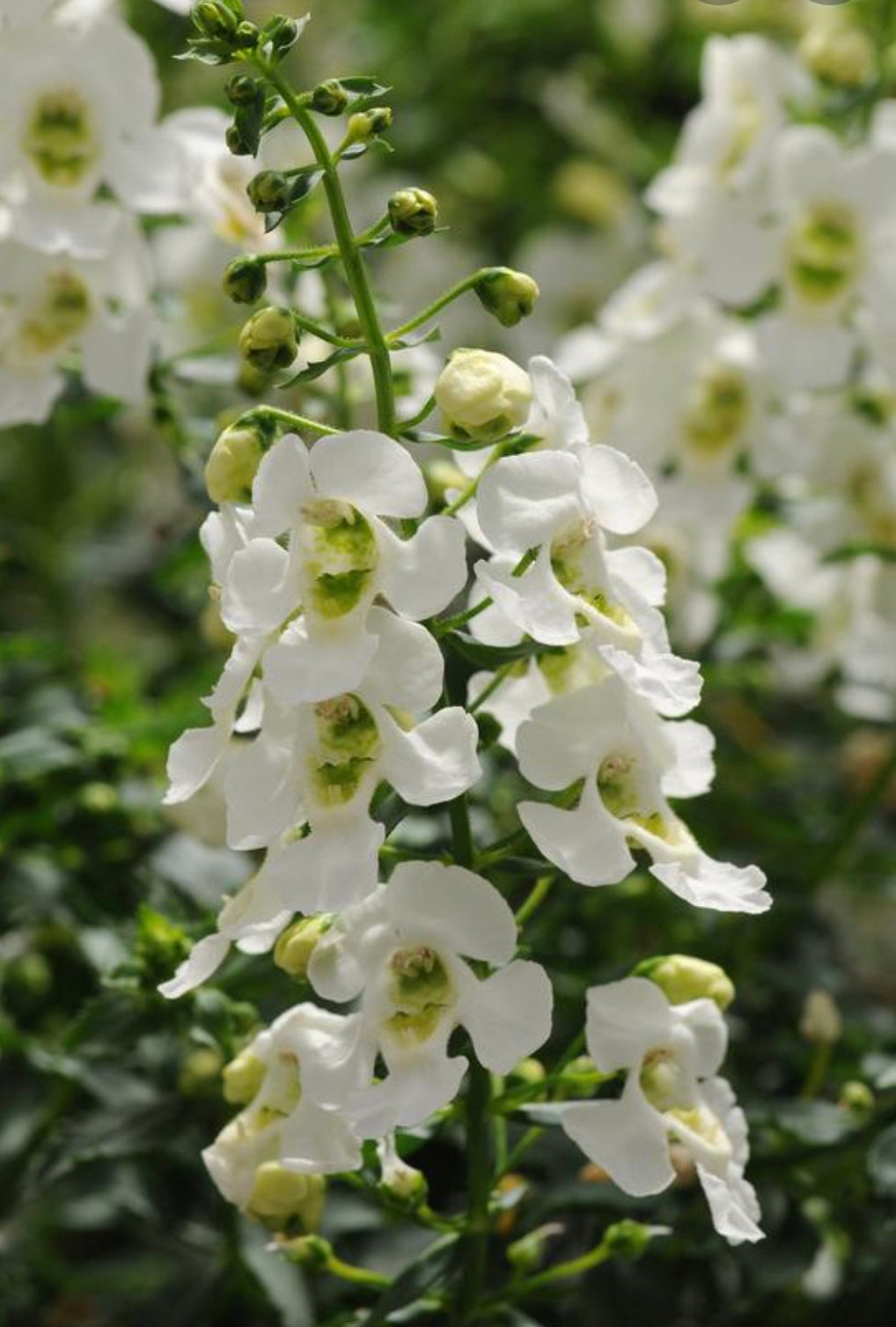 Angelonia Archangel White 4.5”