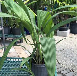 Palm Grass 3G/10"