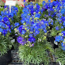 Load image into Gallery viewer, Delphinium 1G/6"
