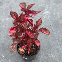 Load image into Gallery viewer, Bloodleaf 6"

