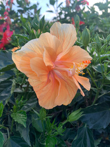 Hibiscus Bush, Double Peach 14"