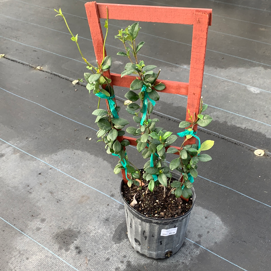 Jasmine Confederate w/ Trellis 3G/10'' – Casaplanta Miami