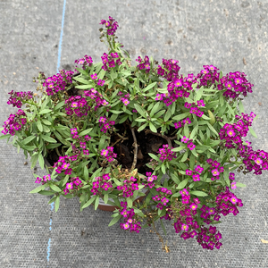 Alyssum Purple 4.5"