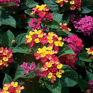 Lantana Anne Marie 6”