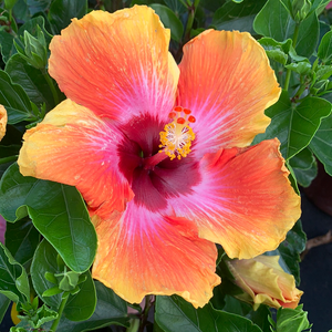 Hibiscus Dwarf, Fiesta 6"