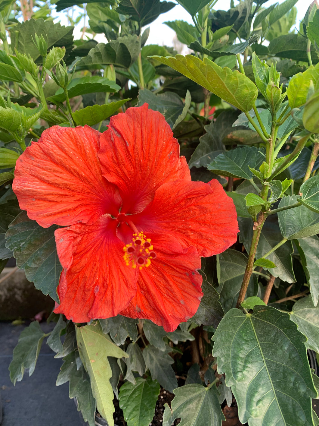 Hibiscus Bush, President Red 14