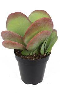 Kalanchoe Flapjack 6''