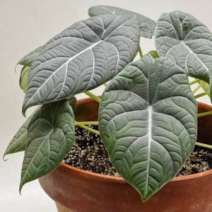 Alocasia Maharani Grey Dragon 6"