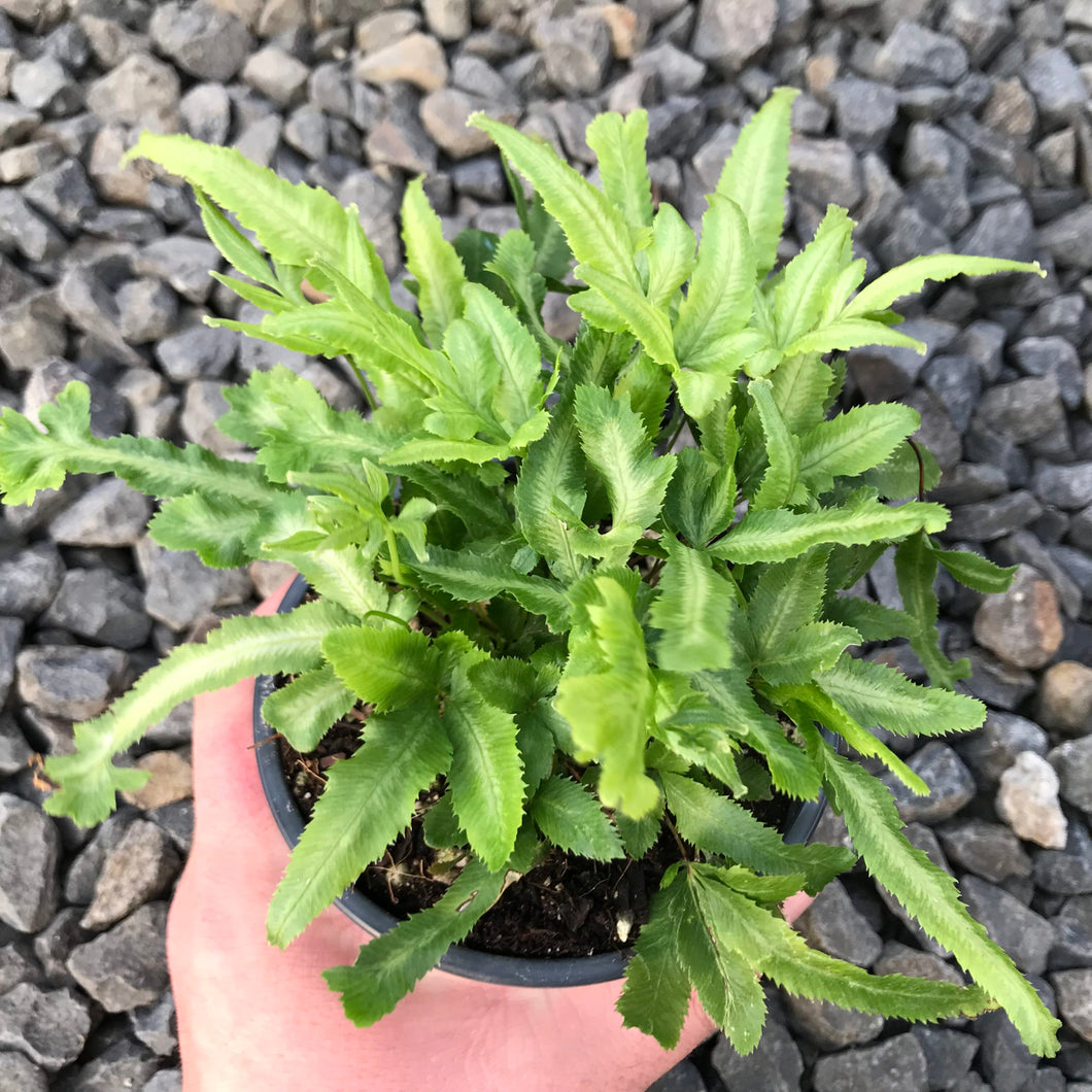 Pteris Fern Assortment 6