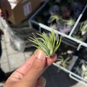 Air Plant Tillandsia Small