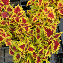 Load image into Gallery viewer, Coleus Oxford Street 6"
