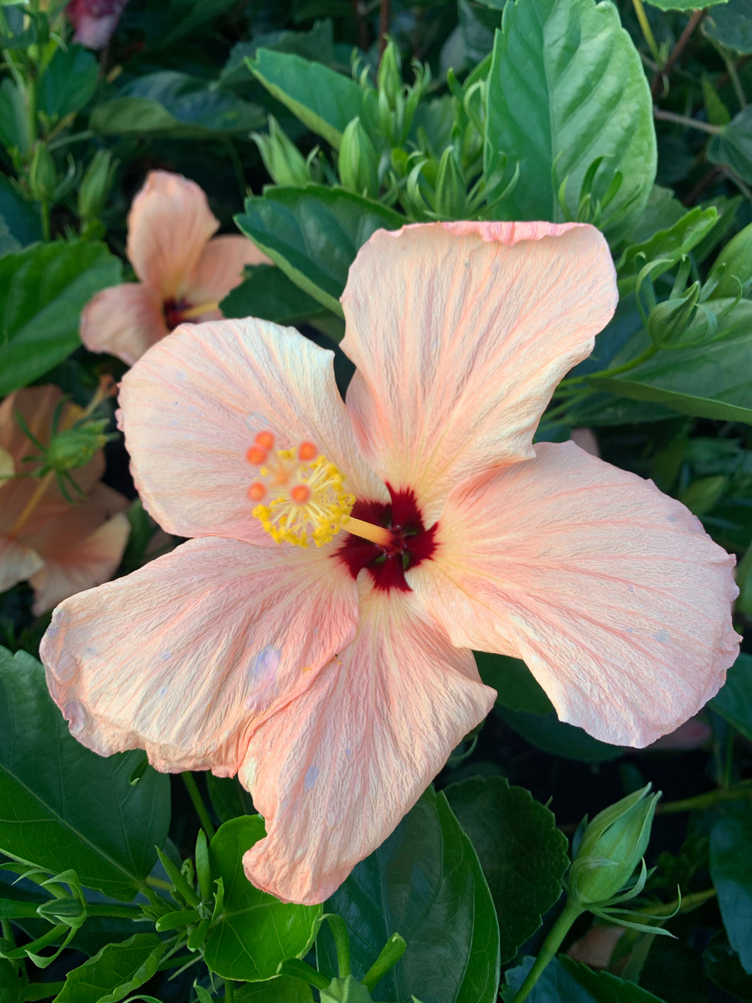 Hibiscus Bush, Single Peach 14