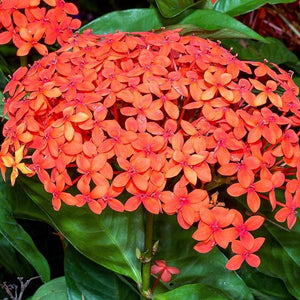 Ixora Maui Red 3G/10"