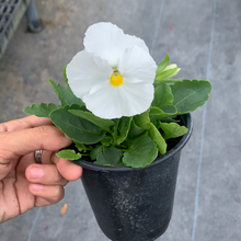 Load image into Gallery viewer, Pansy Color 4.5"
