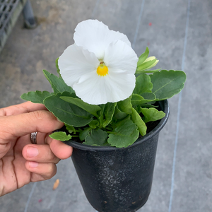 Pansy White 4.5"