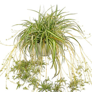 Spider Plant 6" HB