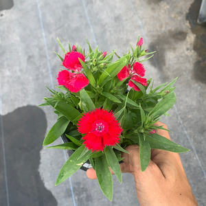 Dianthus Red 4.5"