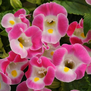 Torenia Rose 4.5"